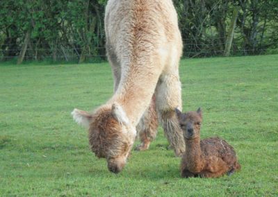 alpacas for sale