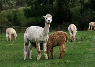 Gilmour Bank Alpaca - Gallery