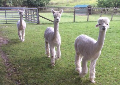 Gilmour Bank Alpacas