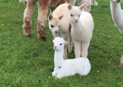 gilmour bank farm