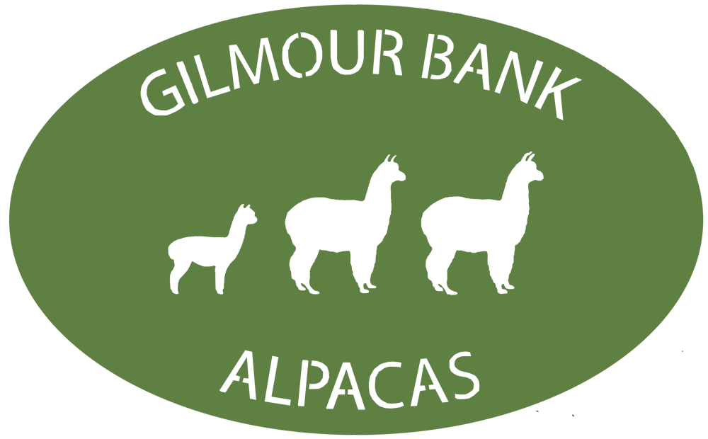 Gilmour Bank Alpaca